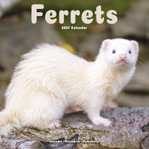 Ferrets 2027 calendar - 2027, |