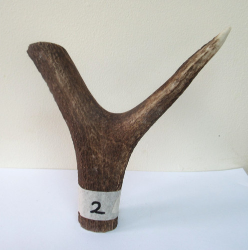 Scottish red deer - stag, antler