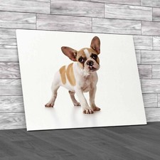 Adorable French Bulldog Puppy