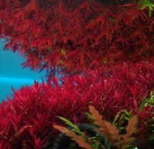 ROTALA VIETNAM H'RA TROPICAL OXYGENATING HEALTHY AQUARIUM PLANTS SHRIMP SAFE