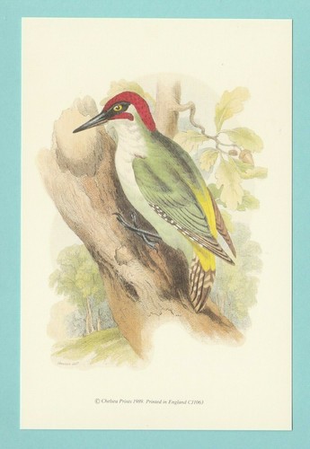 Birds chelsea prints - -,