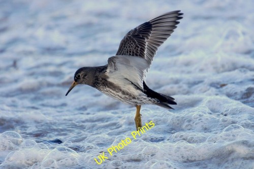 Photo 6x4 purple sandpiper - 6x4,