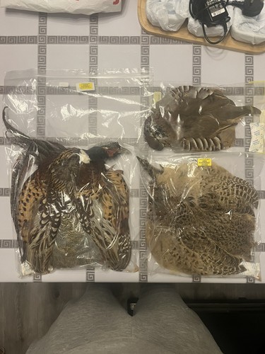 Cock hen pheasant - pheasant, french