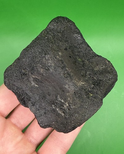 Carolina fossil whale dolphin - fossil,