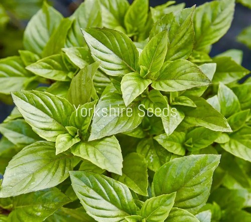400x herb basil - thai, liquorice