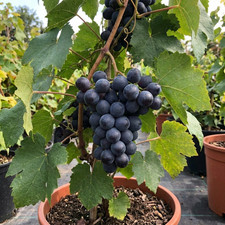 1 Grape Vine Plant Vitis Black