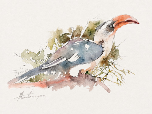 Hornbill