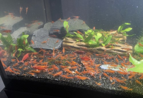 Live neocaridina red - live,