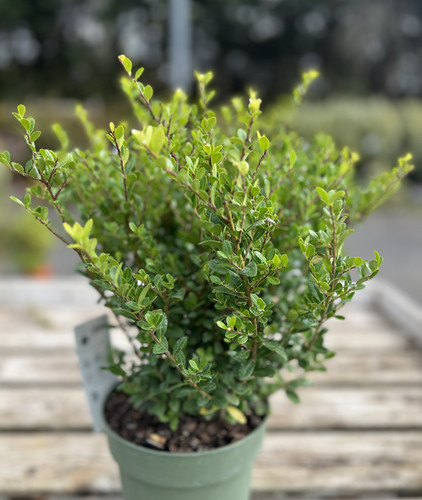 Ilex crenata jenny - jenny, litre