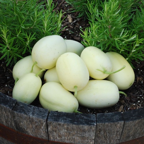 Cucumber dragon egg 3 - 3, plug