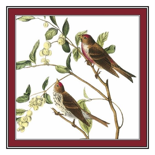 Pair redpoll birds naturalist - pair,