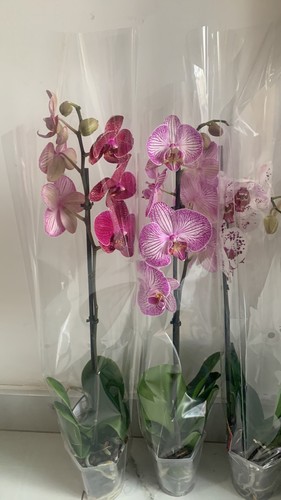 Orchid indoor plant 65cm - plant, 55-65cm