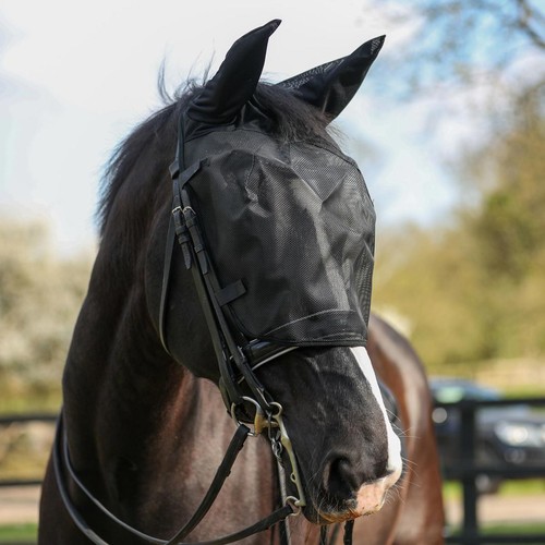Equilibrium equestrian net - equilibrium,