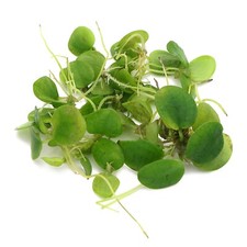 Limnobium Laevigatum Frogbit