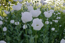 PURE POPPIES™ "TURKISH