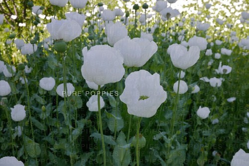 Pure poppies turkish - poppies™, "turkish