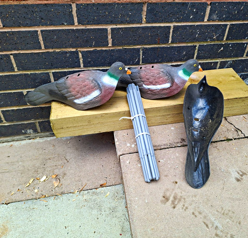 Half bodied pigeon - half,