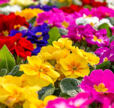 Primrose dwarf  Primula acaulis grandiflora Potsdam Giants mix 240 seeds+LABEL