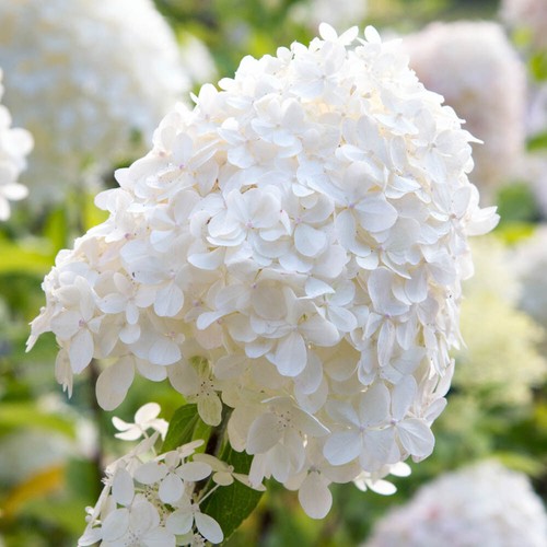 Garden shrub hydrangea silver - garden, shrub,
