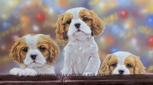 Paul doyle cavalier king - cavalier,