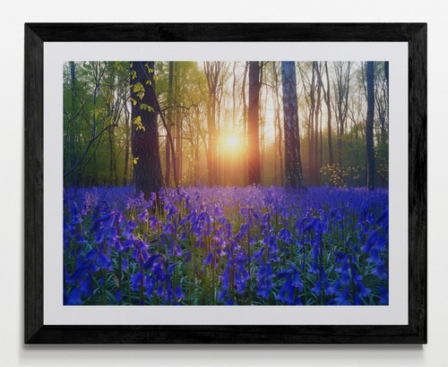 Bluebell woodland forest - bluebell,