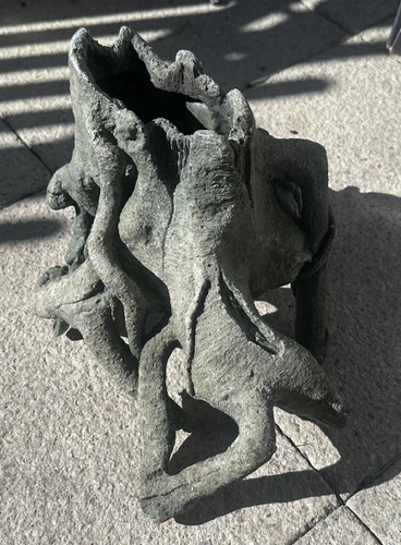 Large tree root - large,