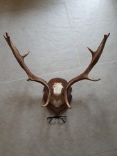 Large Deer Antlers Mounted