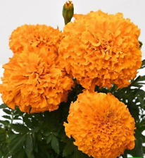 15 African Orange Marigold Seeds - Edible