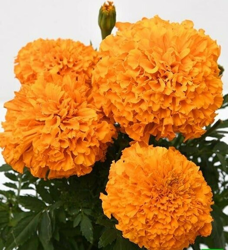 African orange marigold - african,