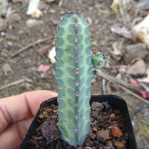 1piece 10cm seedling - 1piece,