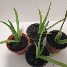 Aloe Vera House Plant Indoor