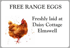 Large Rhode Island Red Chicken