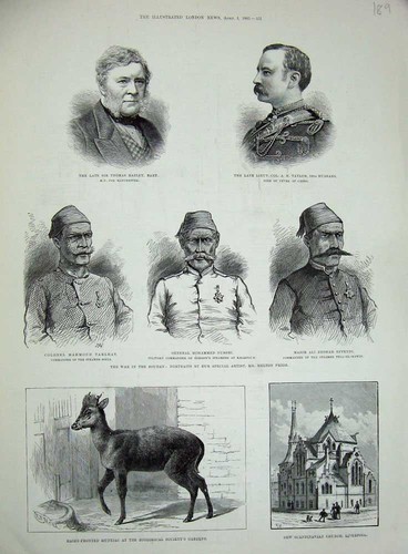 Old antique print 1885 muntjac - print,