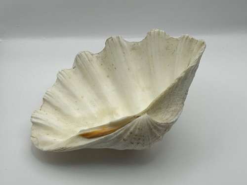 Large natural half - half, clam