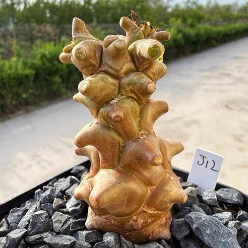 Rare othonna herrei caudex - othonna,