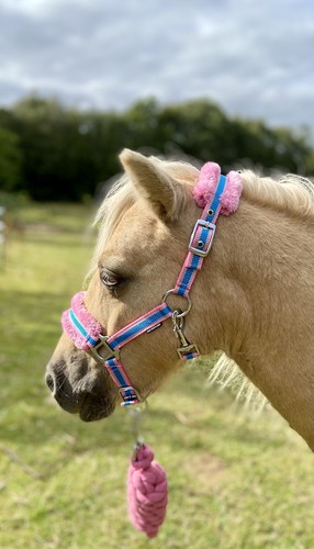 Mini shetland fluffy - mini-shetland,