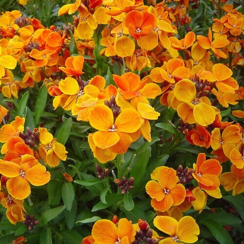 Siberian wallflower seeds 50 - siberian,