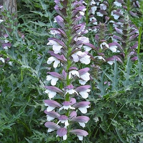 Acanthus spinosus 9cm pot - pot, or