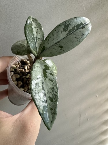 Hoya wilbur graves - graves, rooted