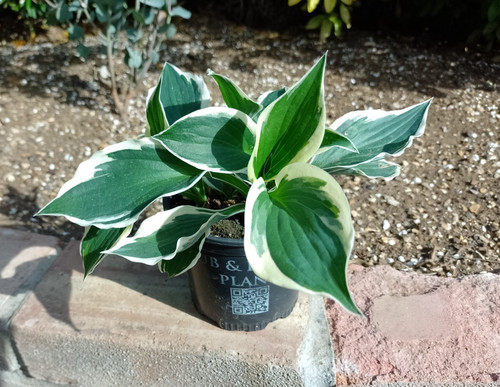 Hosta wide brim pot plant - hosta,