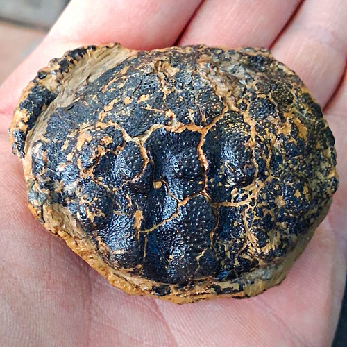Fossil zanthopsis leachii - fossil,