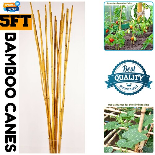 5ft bamboo garden large thick - bamboo,