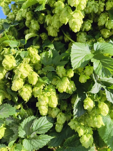 North down fully grown - grown, hop