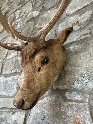 Taxidermy antique stags head - taxidermy,