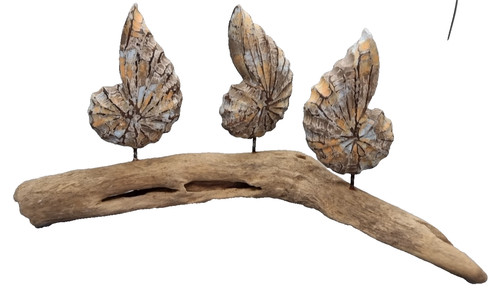 Shell carving on driftwood - carving, x
