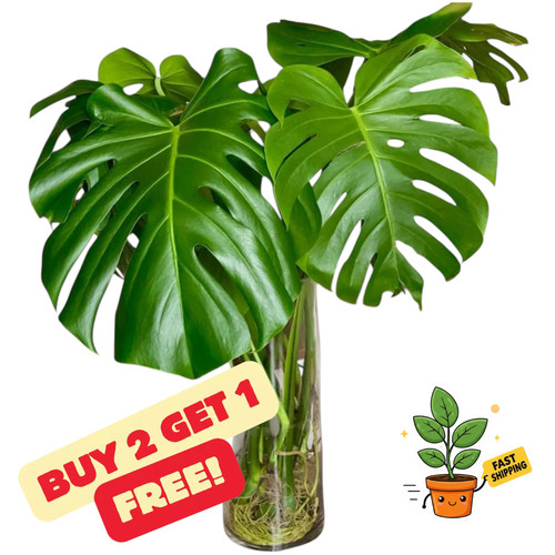 Monstera deliciosa rooted - deliciosa,