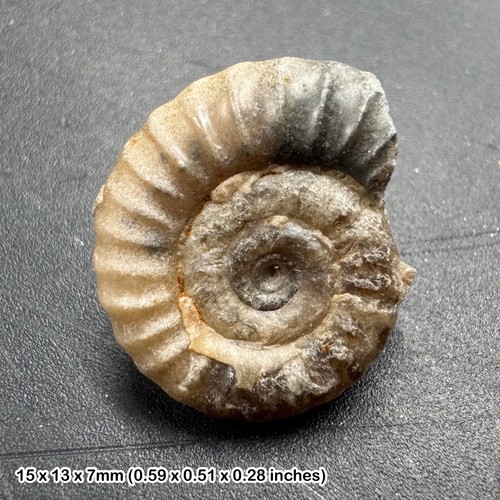 Charmouth promicroceras - charmouth,