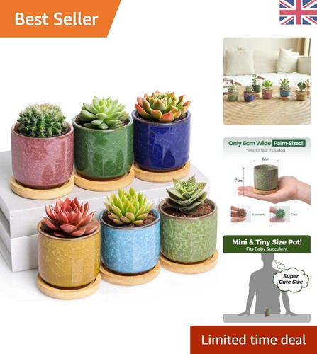 Elegant ice crack succulent - elegant,