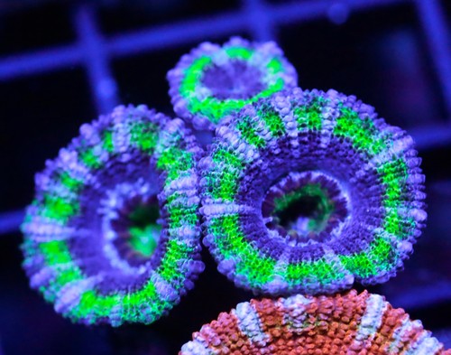 Diyreefer live coral wysiwyg - diyreefer,