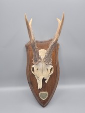 Mounted Taxidermy Roe Deer